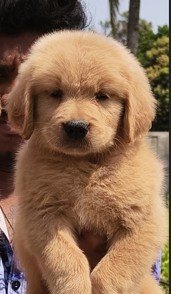 Buy Male Golden Retriever Puppy from Hyderabad